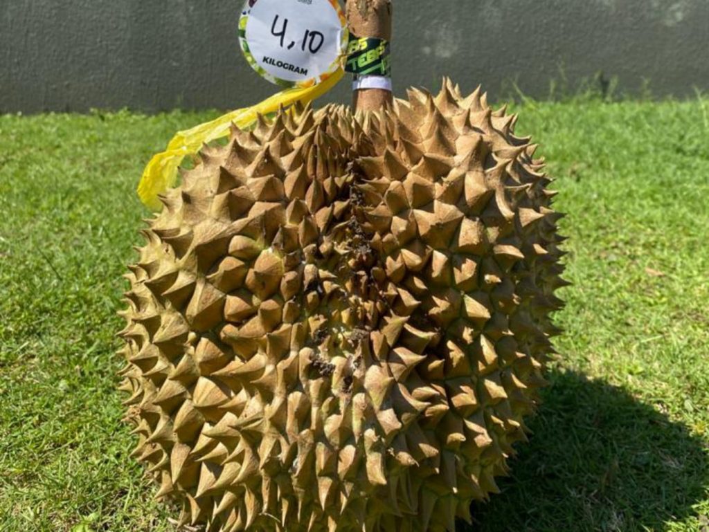 Detail Foto Durian Montong Nomer 45