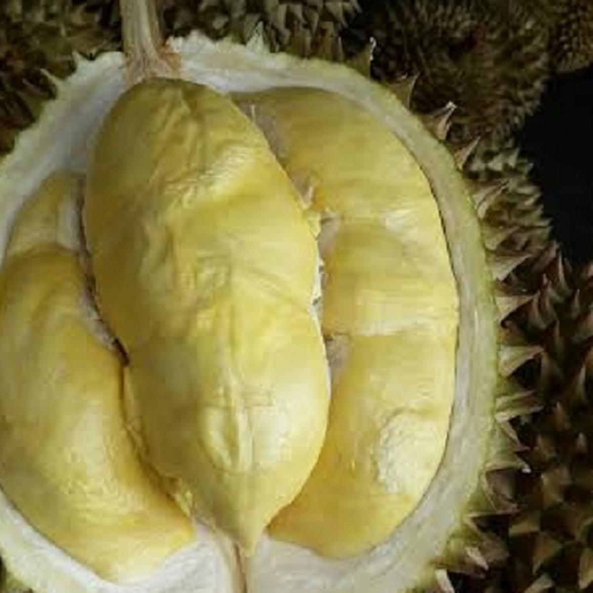 Detail Foto Durian Montong Nomer 7