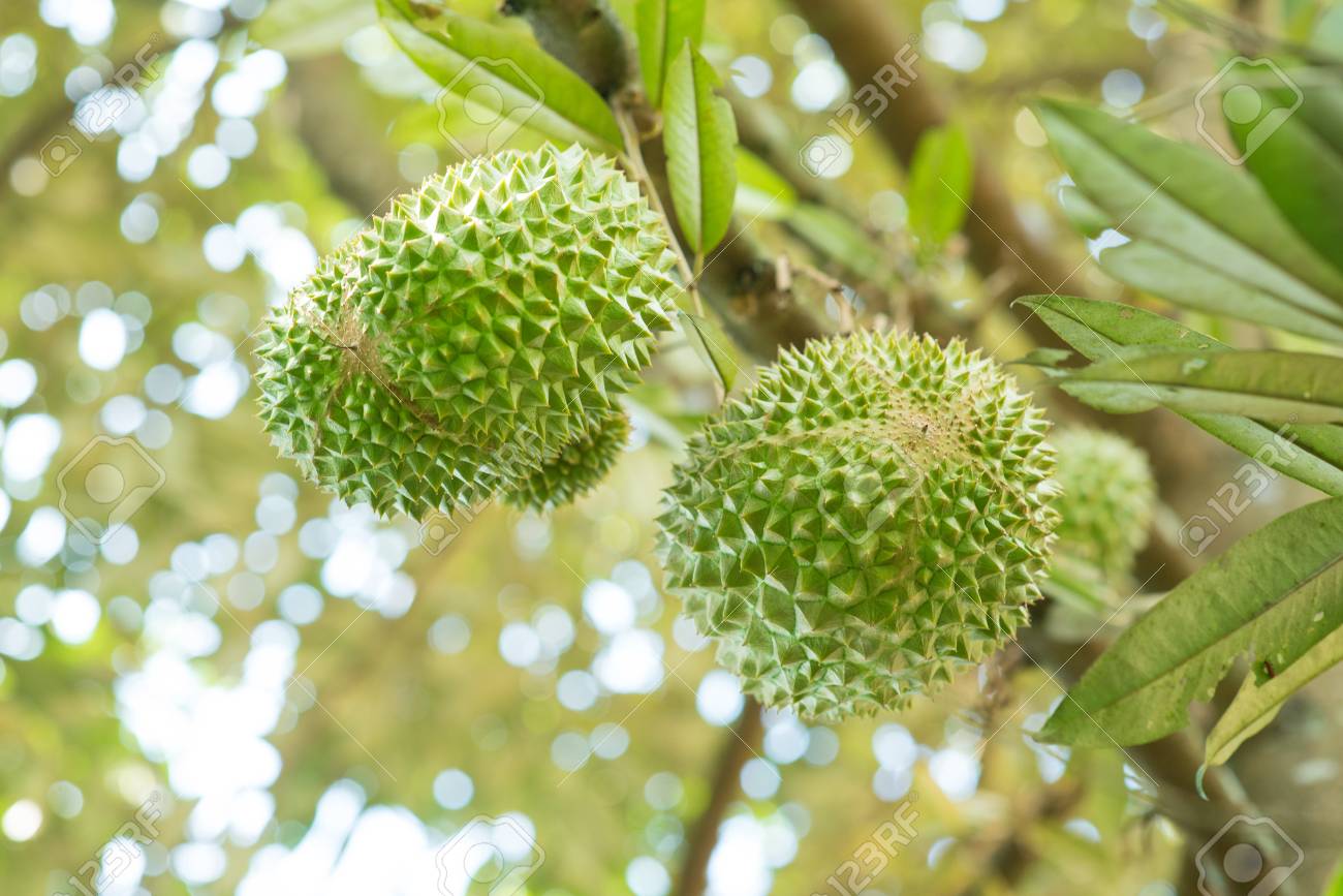 Detail Foto Durian Musang King Nomer 10