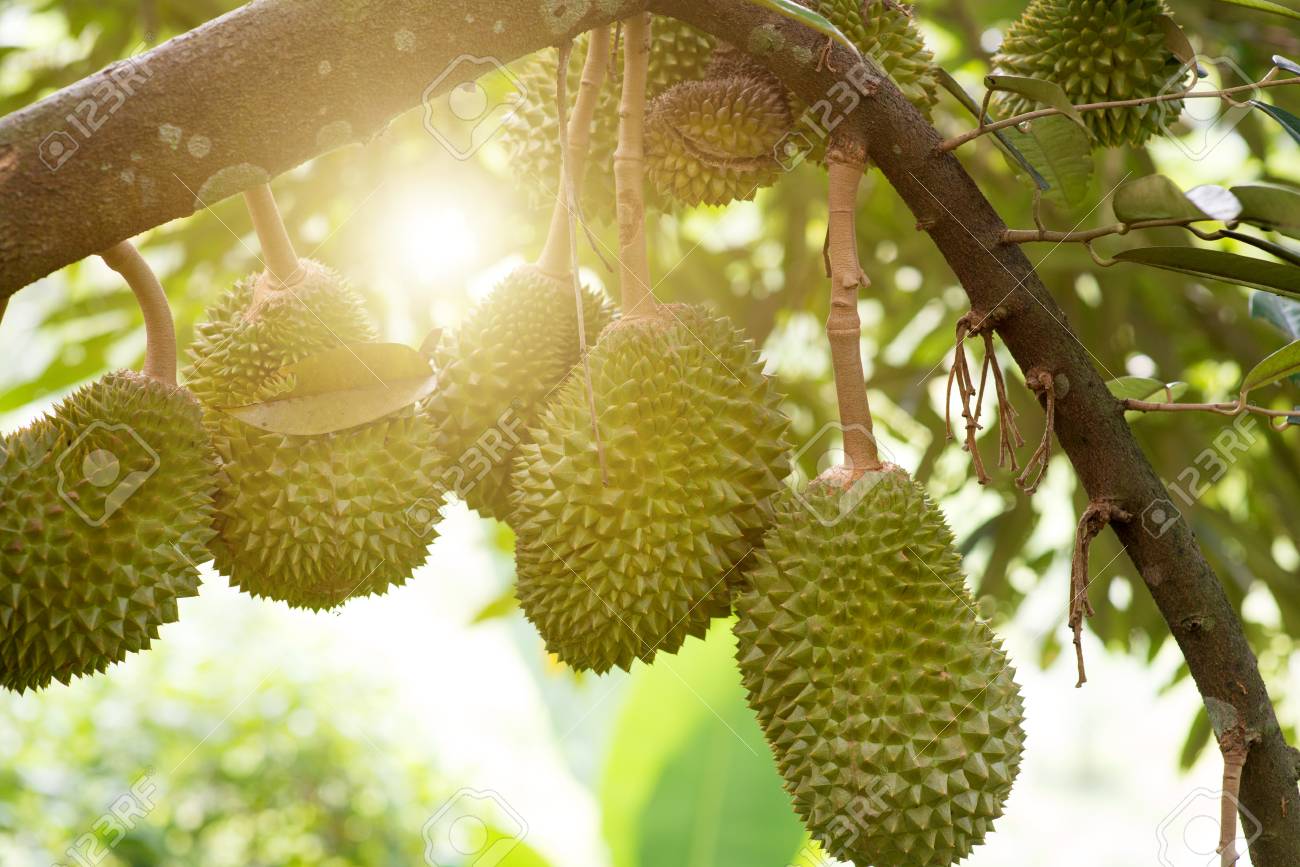 Detail Foto Durian Musang King Nomer 21