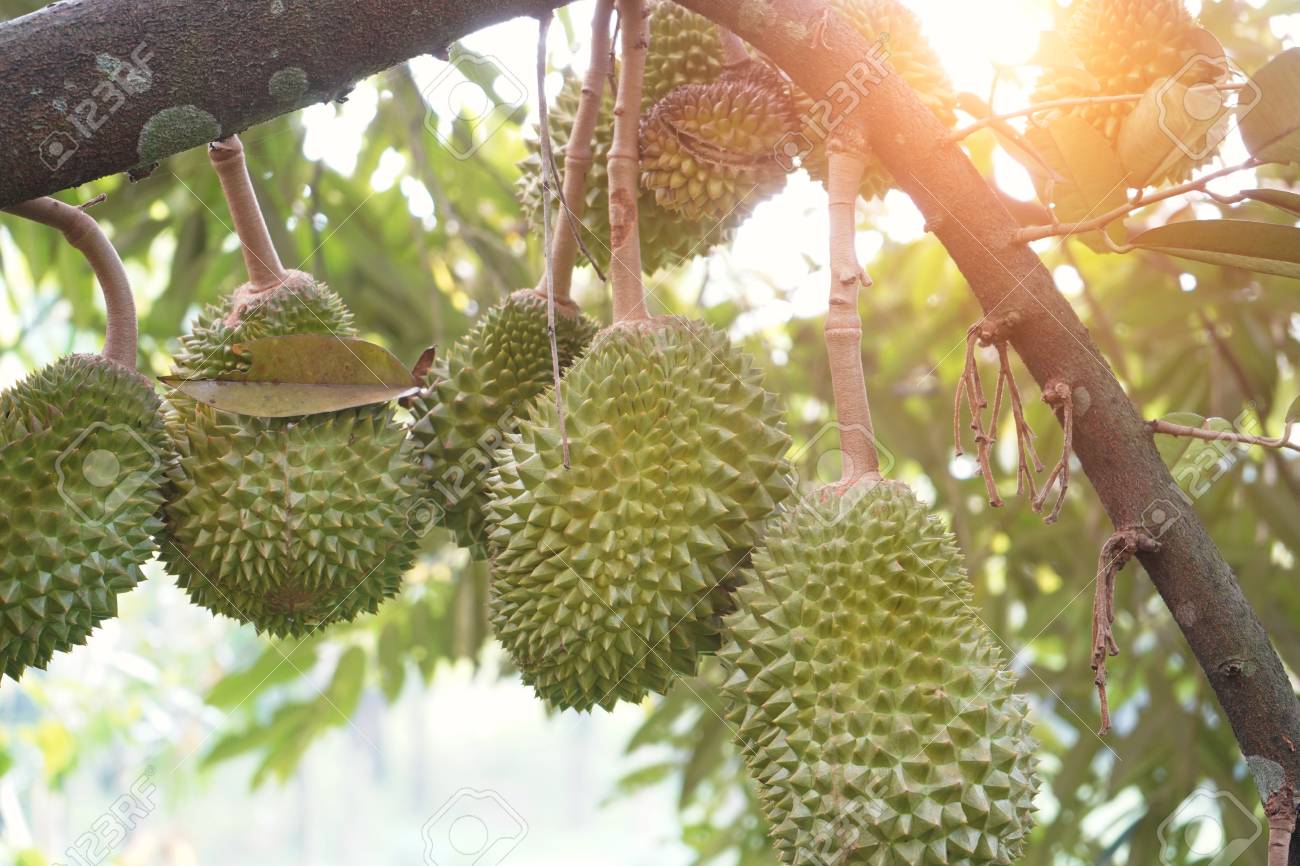 Download Foto Durian Musang King Nomer 25