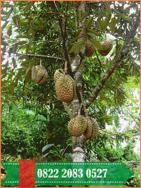 Detail Foto Durian Musang King Nomer 39