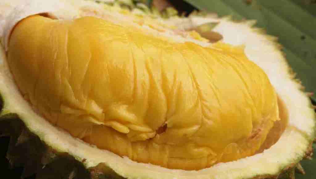 Detail Foto Durian Musang King Nomer 45