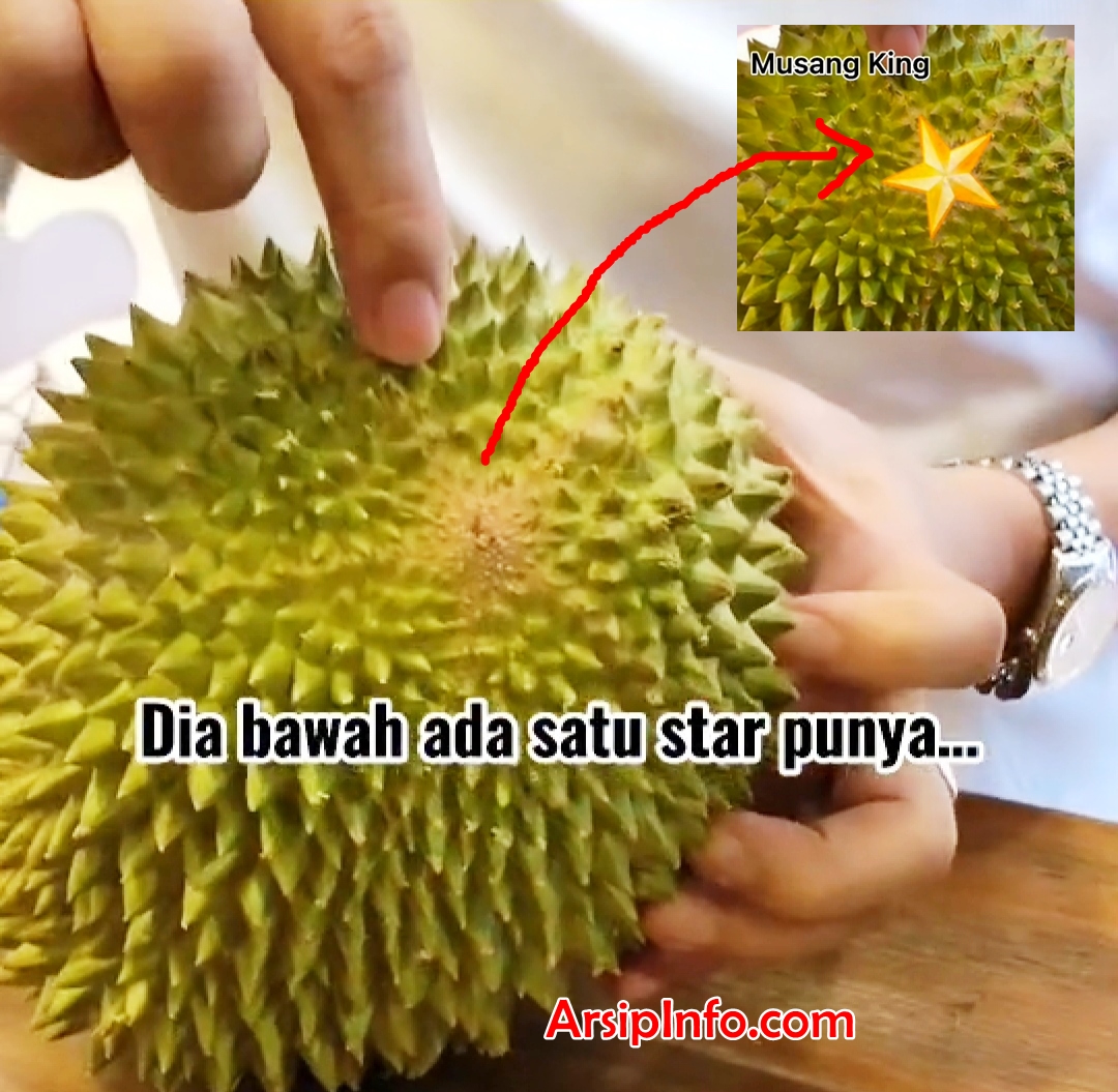 Detail Foto Durian Musang King Nomer 51
