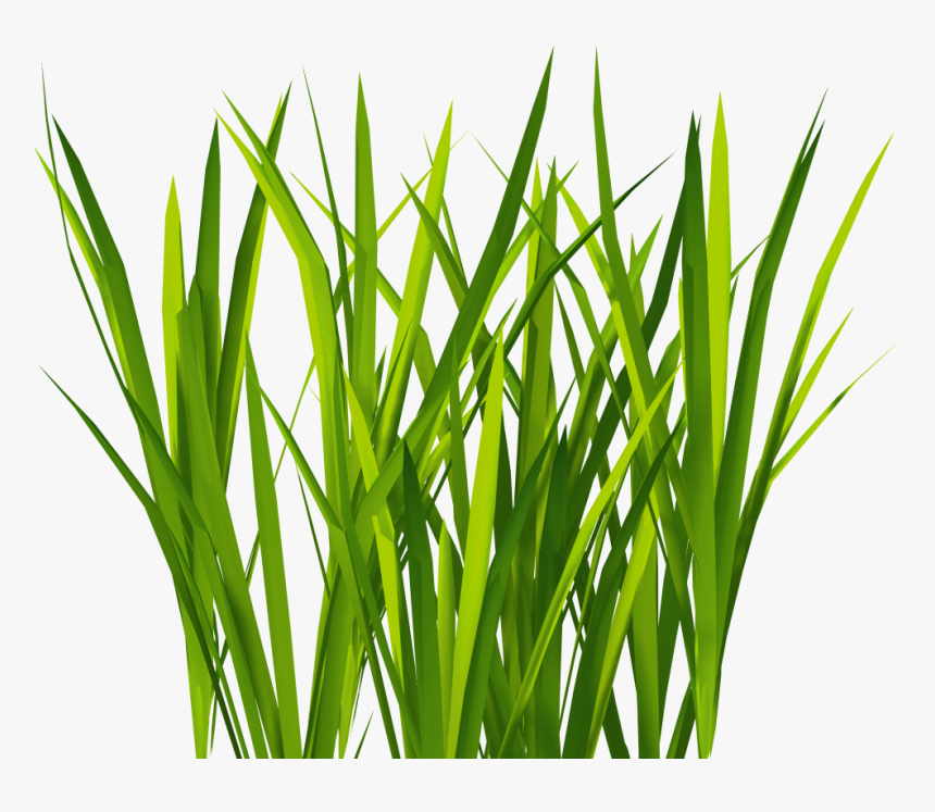 Bush Texture - KibrisPDR