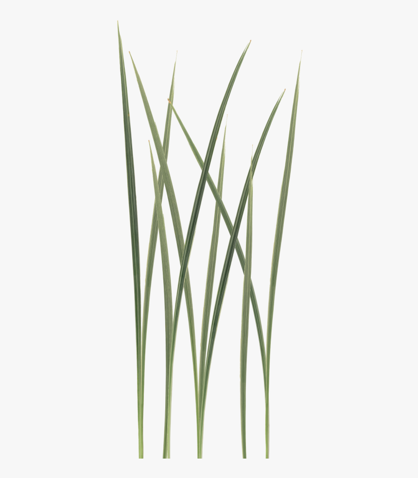 Detail Bush Texture Nomer 2