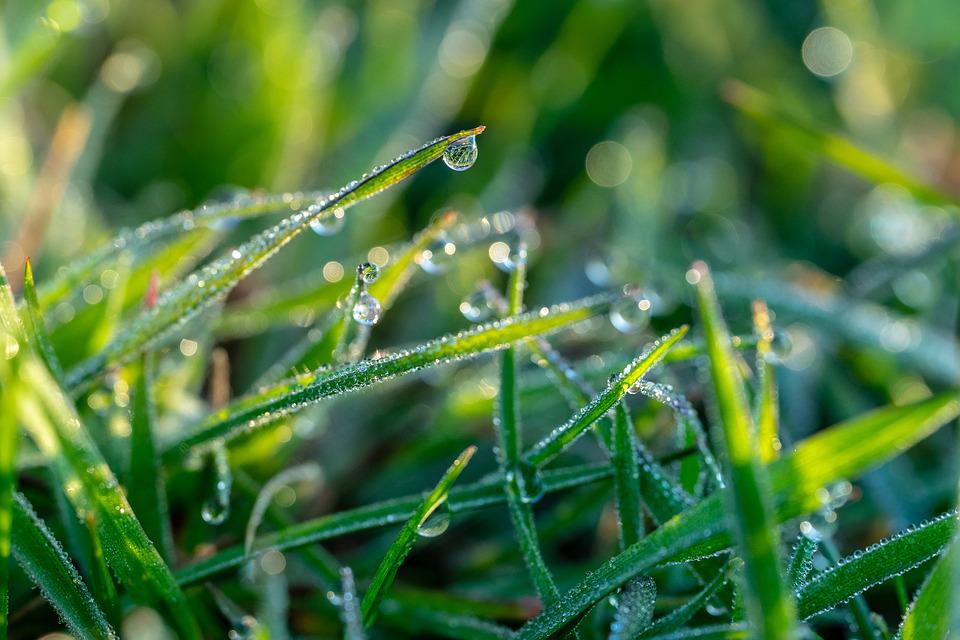 Detail Foto Embun Pagi Nomer 19