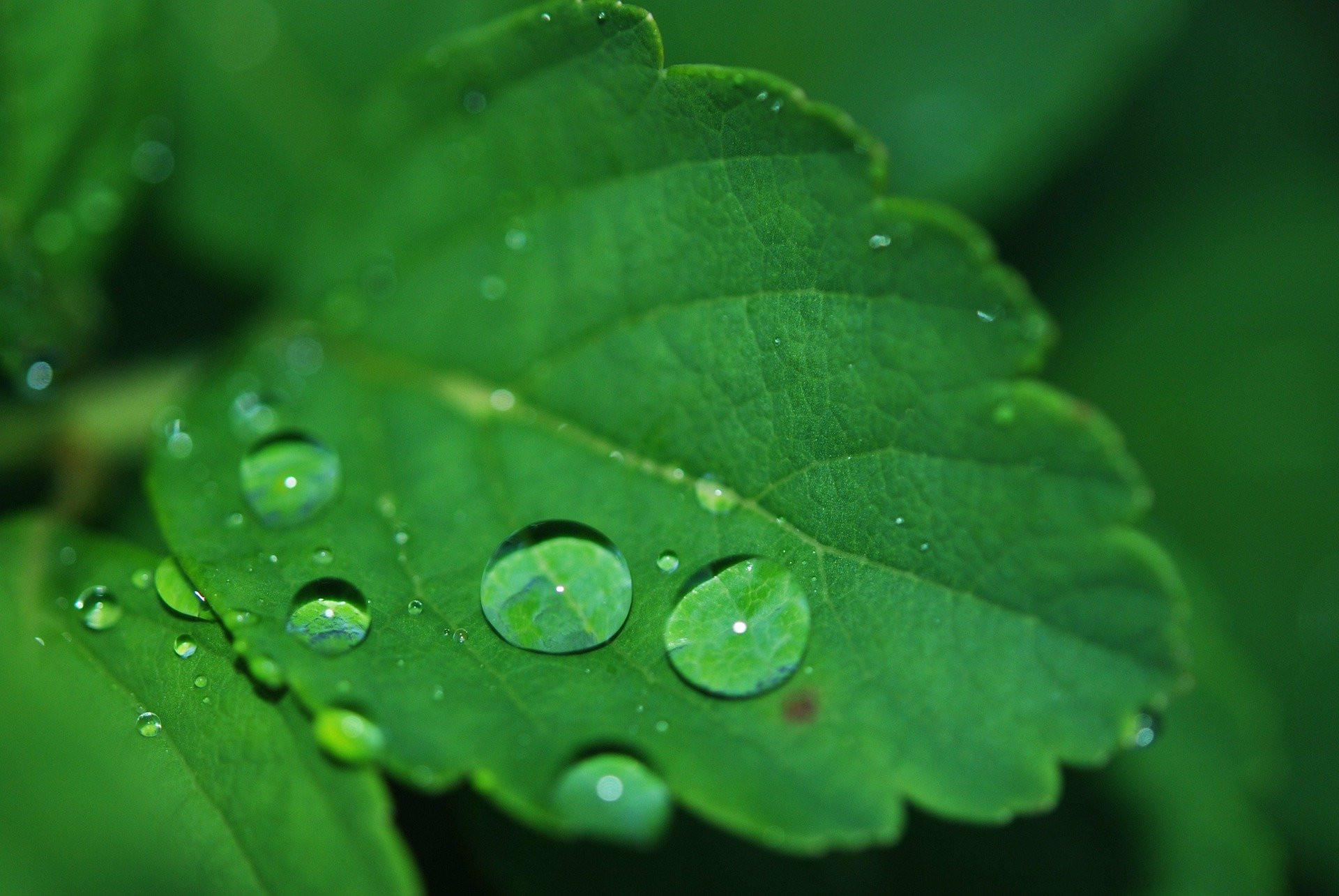 Detail Foto Embun Pagi Nomer 5