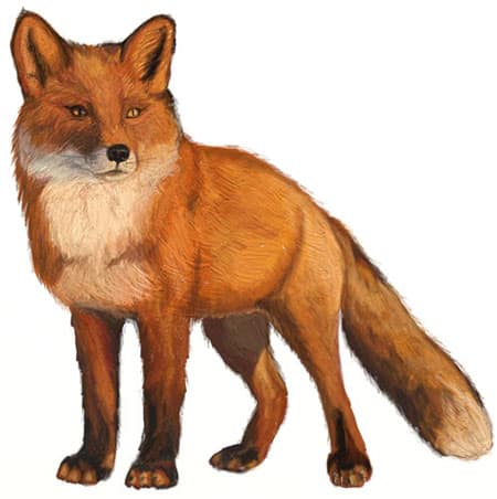 Detail Fuchs Malen Nomer 8