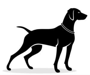 Detail Gsp Hund Nomer 10