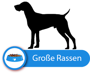 Detail Gsp Hund Nomer 11