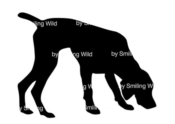 Detail Gsp Hund Nomer 2