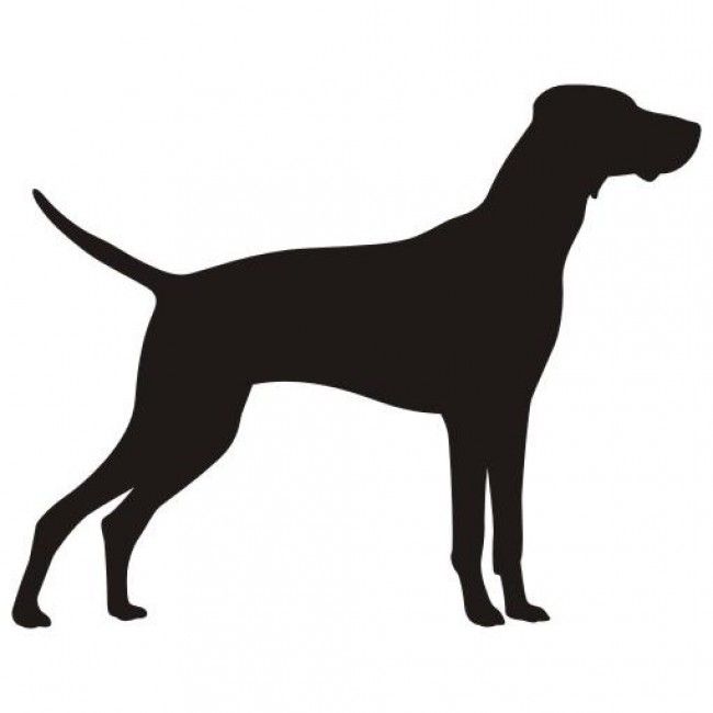 Detail Gsp Hund Nomer 18