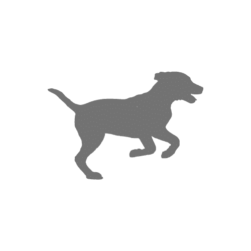 Detail Gsp Hund Nomer 21