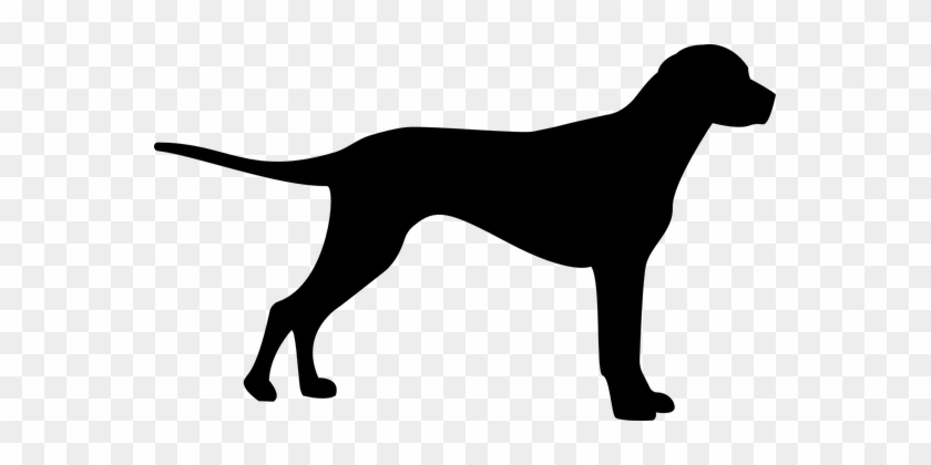 Detail Gsp Hund Nomer 3