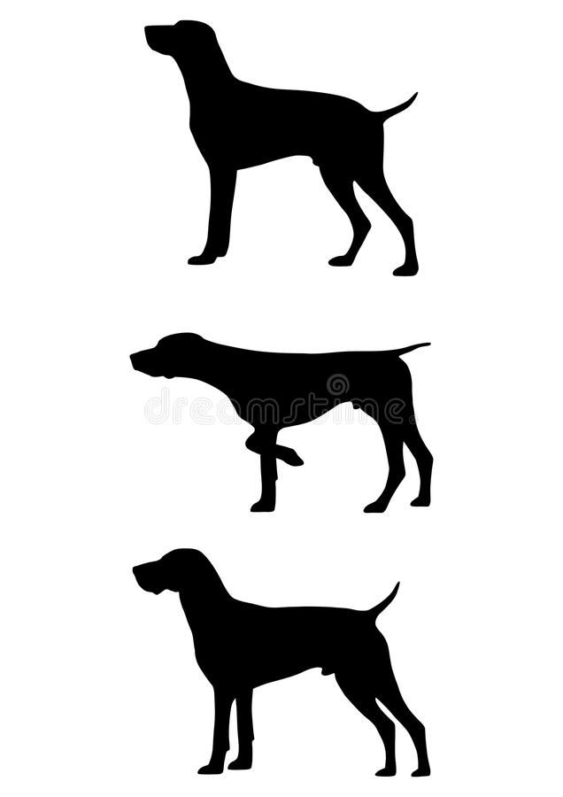Detail Gsp Hund Nomer 5