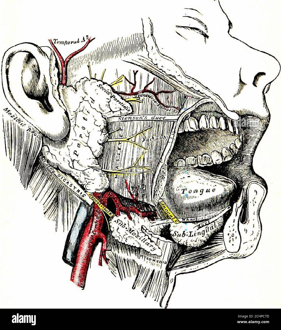 Detail Pterygoideus Lateralis Nomer 13