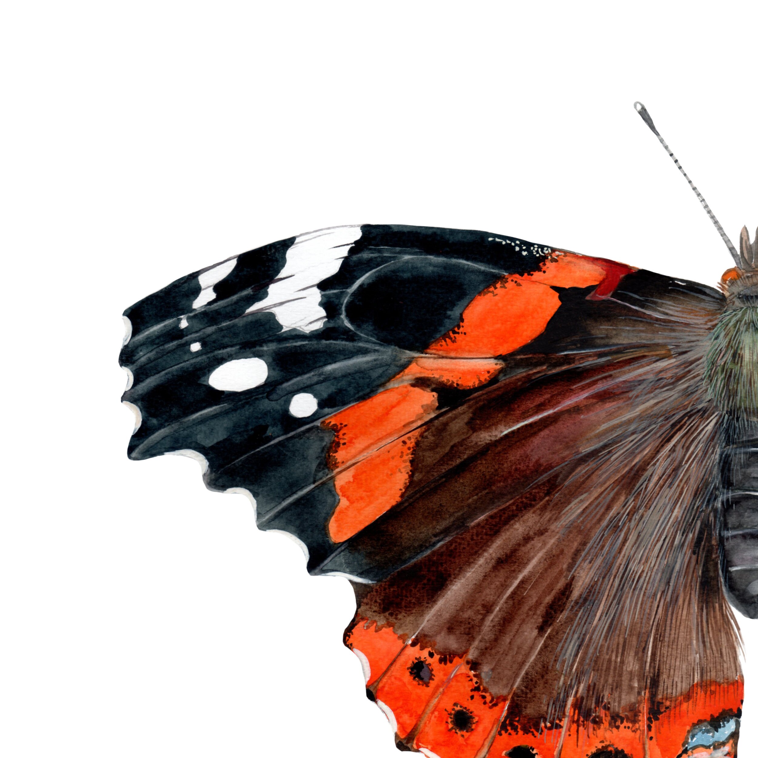 Detail Schmetterling Einfangen Nomer 24