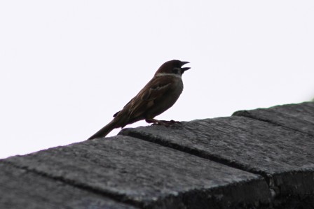 Detail Banyak Burung Diatas Rumah Nomer 3