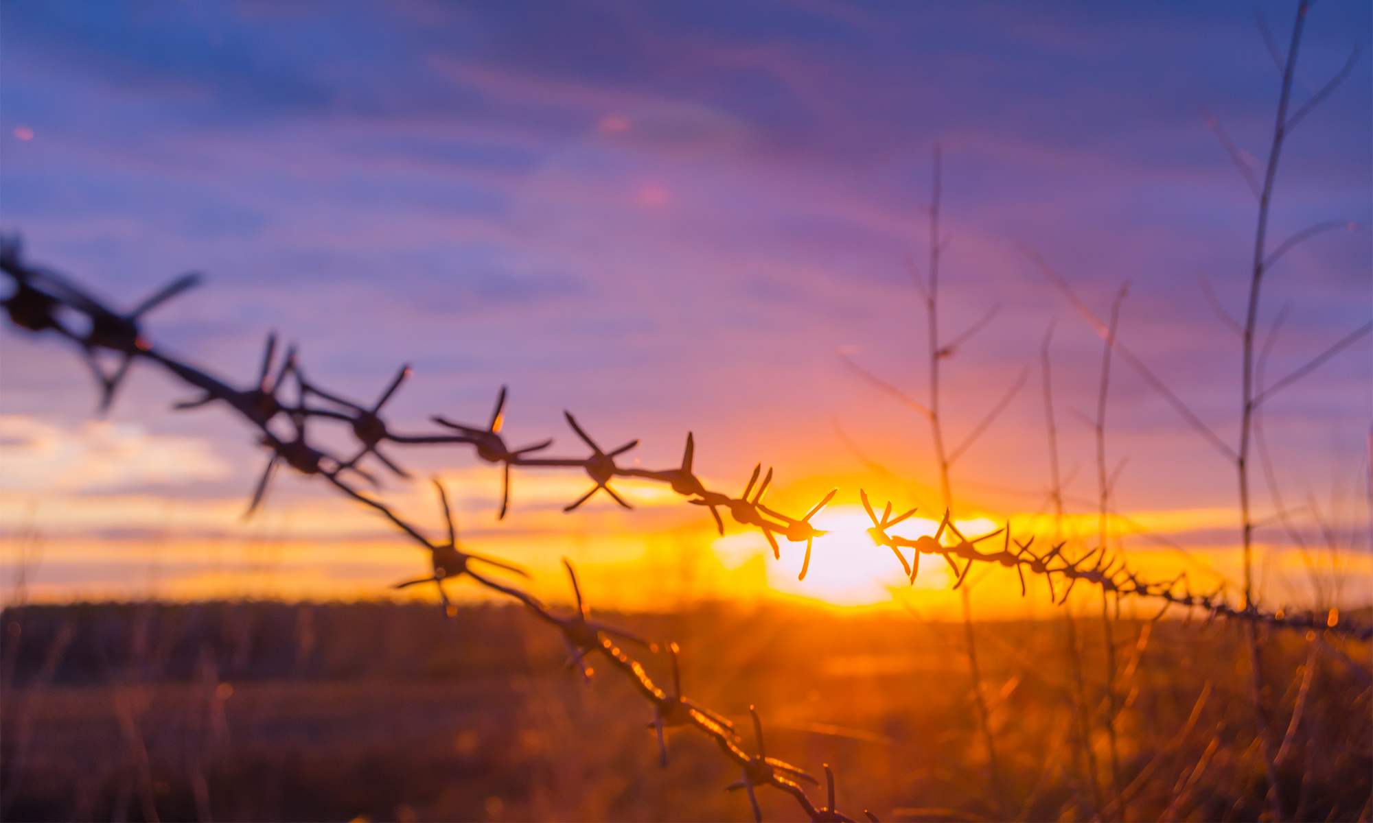 Detail Barb Wire Images Nomer 46