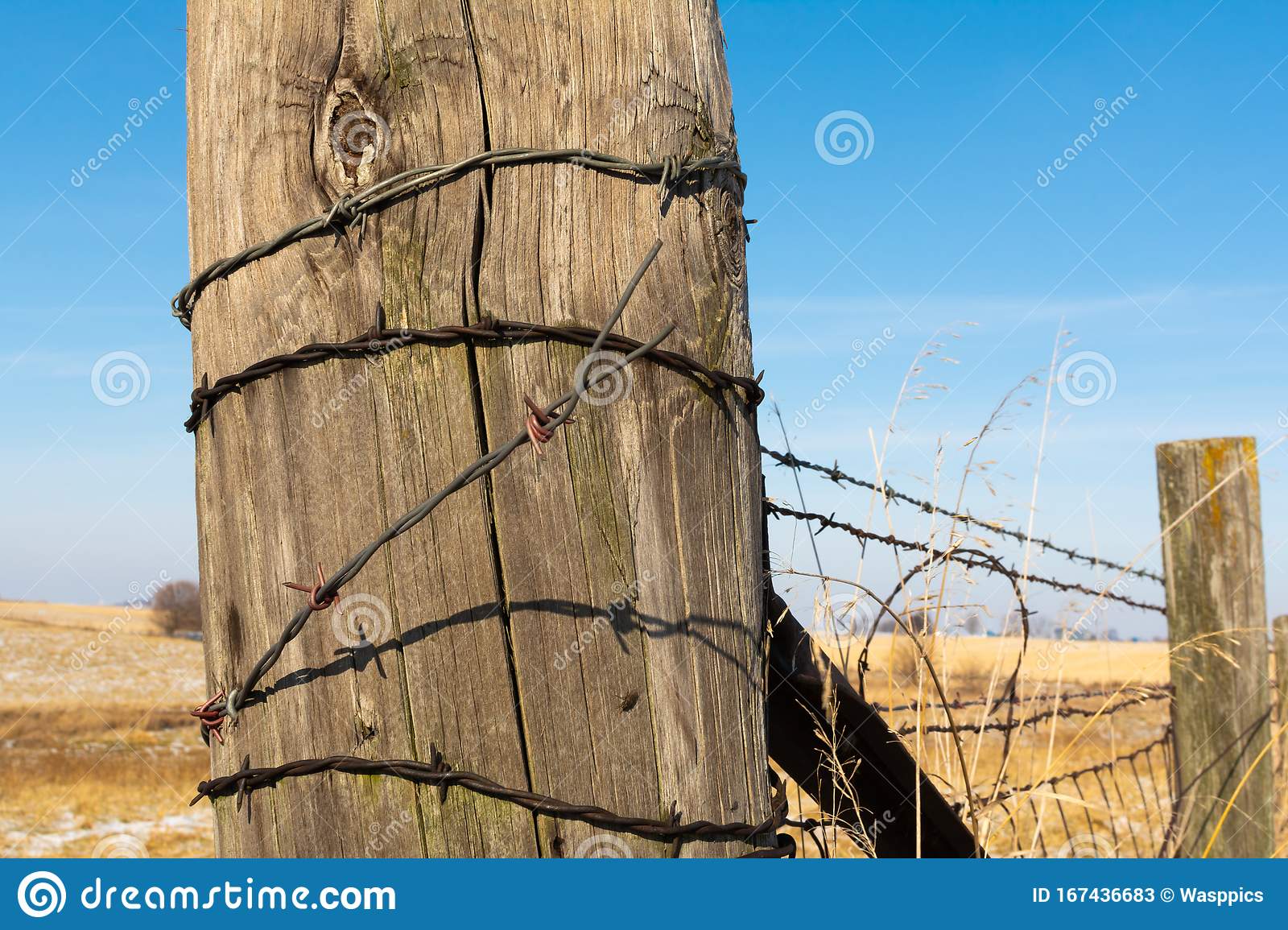 Detail Barbwire Cam Nomer 23