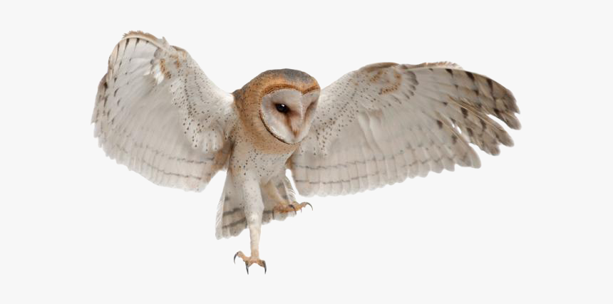 Detail Barn Owl Png Nomer 16