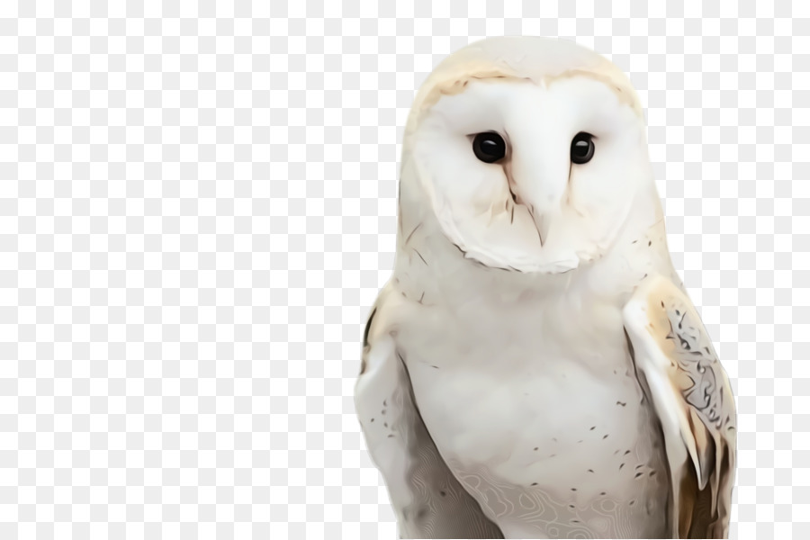 Detail Barn Owl Png Nomer 19