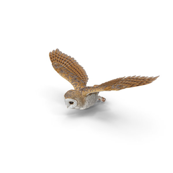 Detail Barn Owl Png Nomer 30