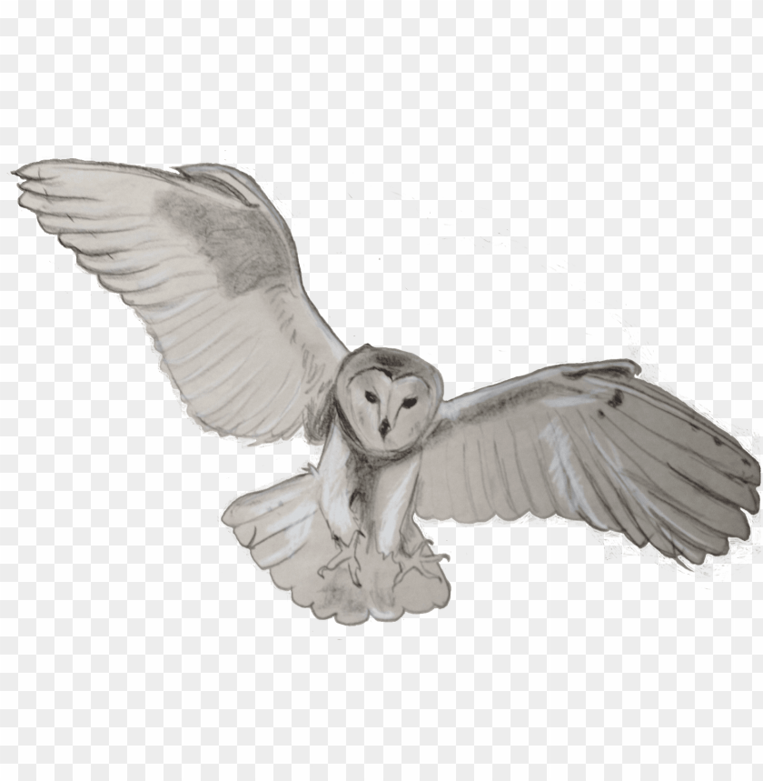 Detail Barn Owl Png Nomer 33