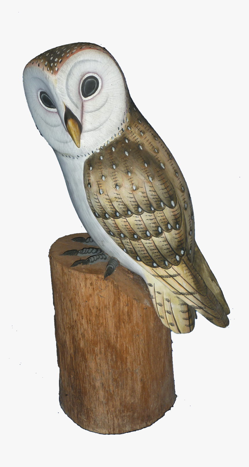 Detail Barn Owl Png Nomer 44