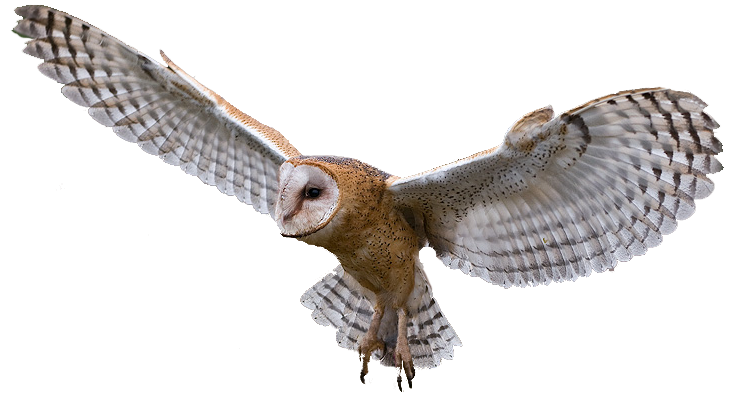 Detail Barn Owl Png Nomer 6