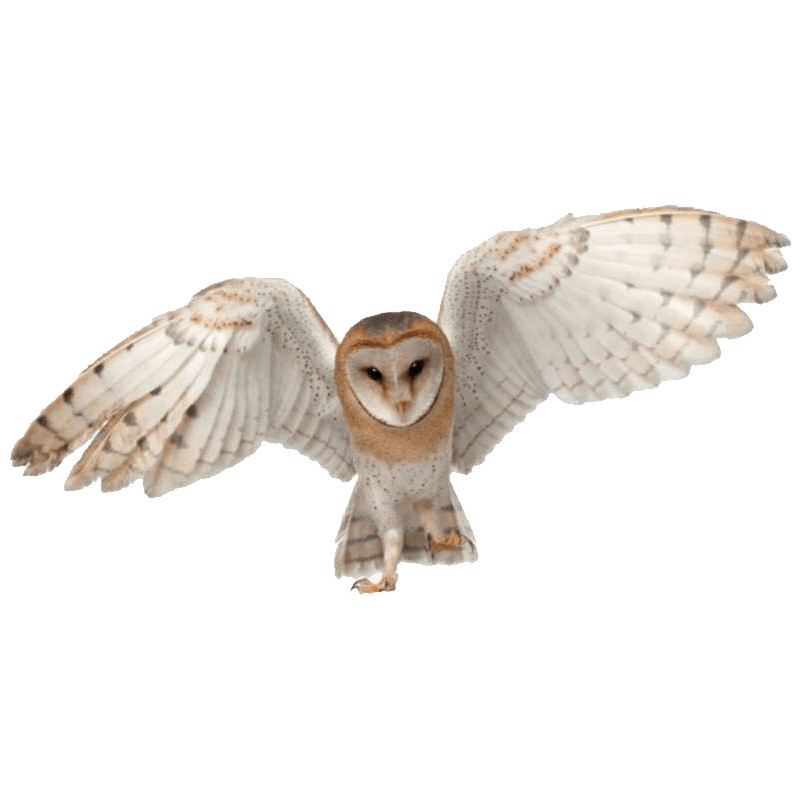 Detail Barn Owl Png Nomer 7