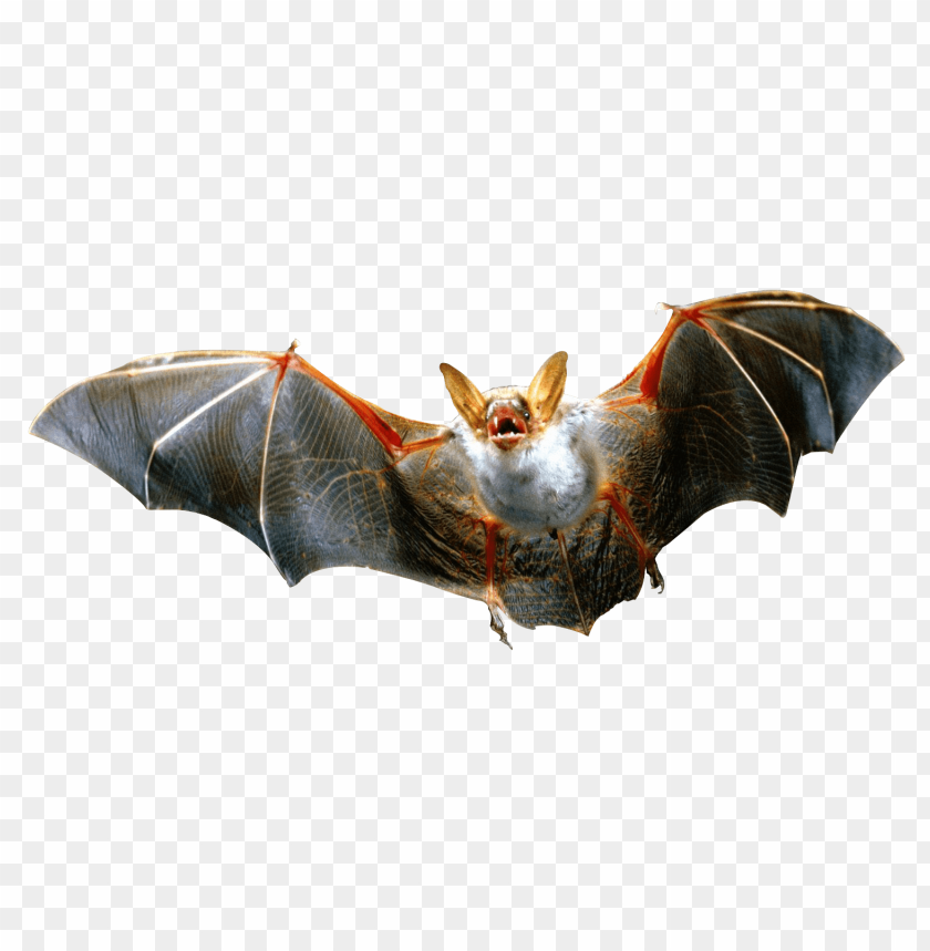 Detail Bat Download Nomer 54