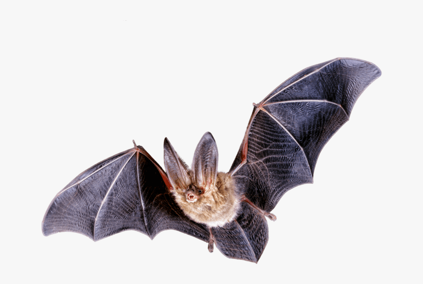 Detail Bat Hd Nomer 15