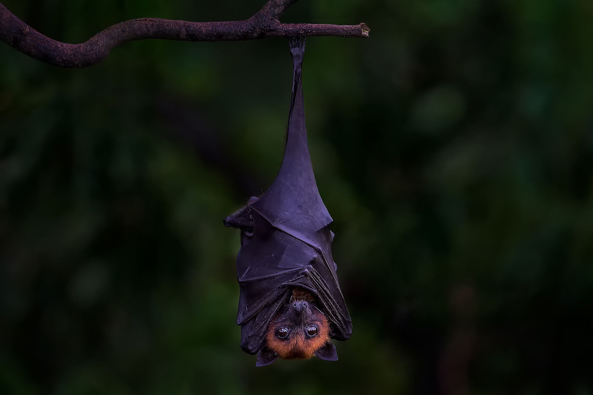 Detail Bat Hd Nomer 4