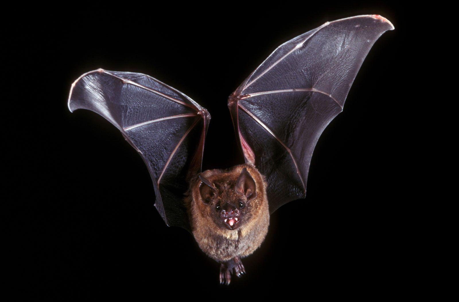 Bat Image - KibrisPDR