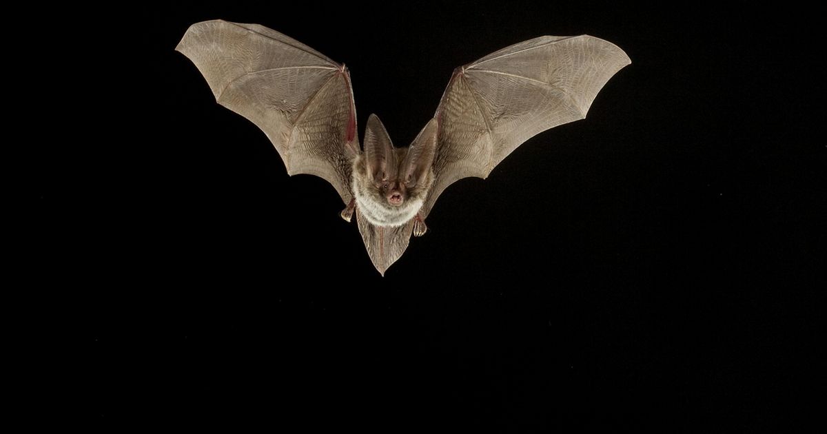 Detail Bat Image Nomer 3