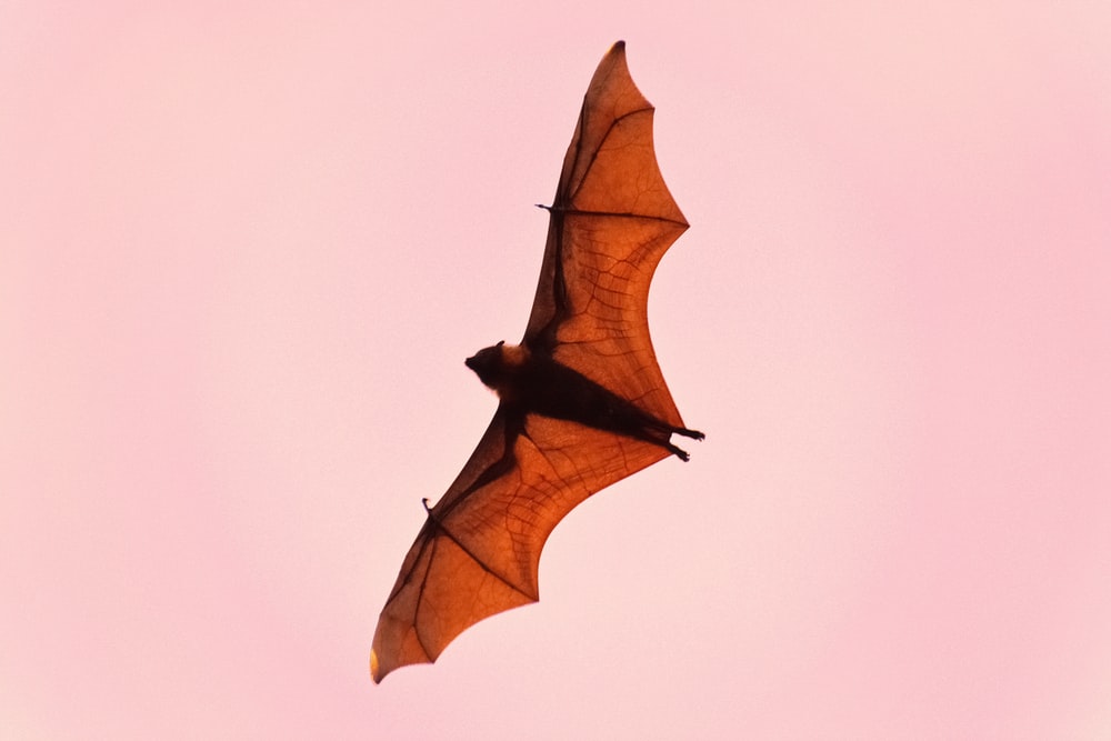 Detail Bat Image Nomer 23