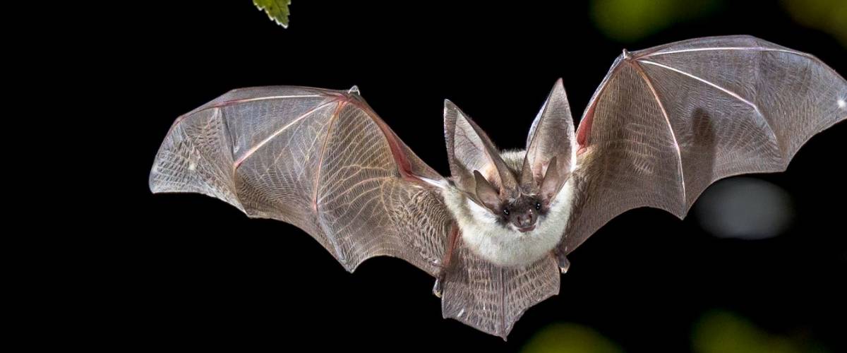 Detail Bat Image Nomer 28