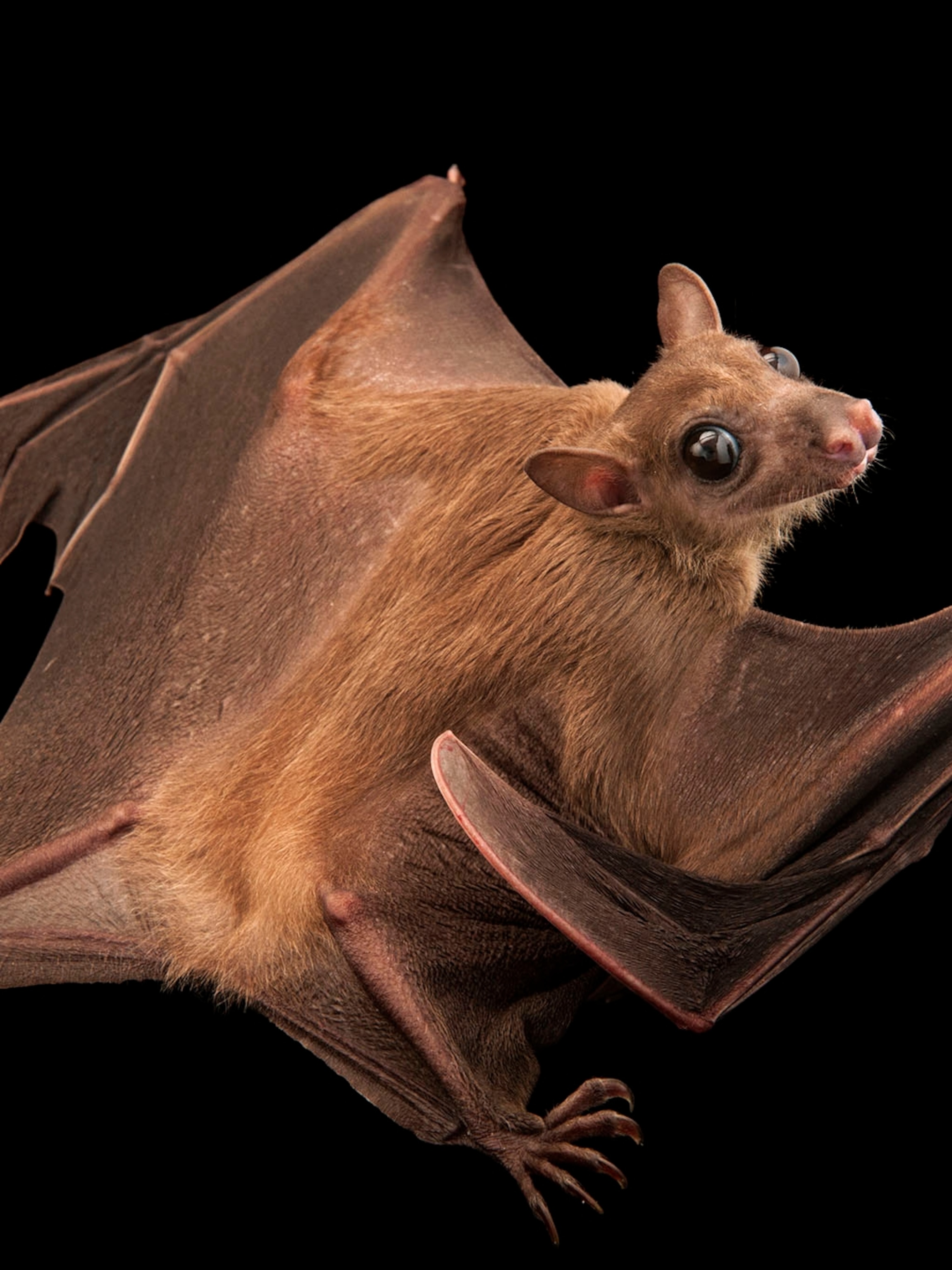 Detail Bat Image Nomer 4