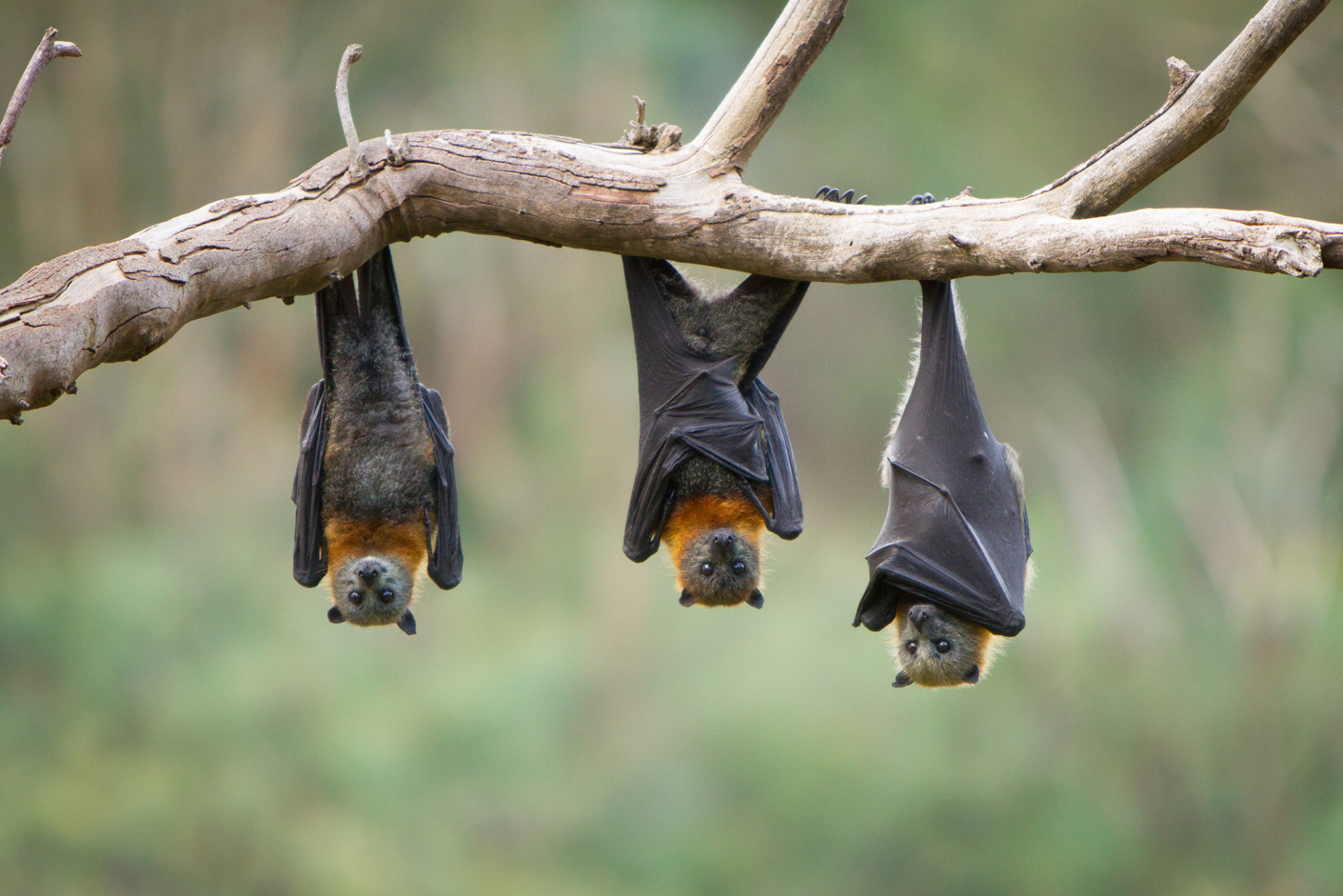Detail Bat Image Nomer 35