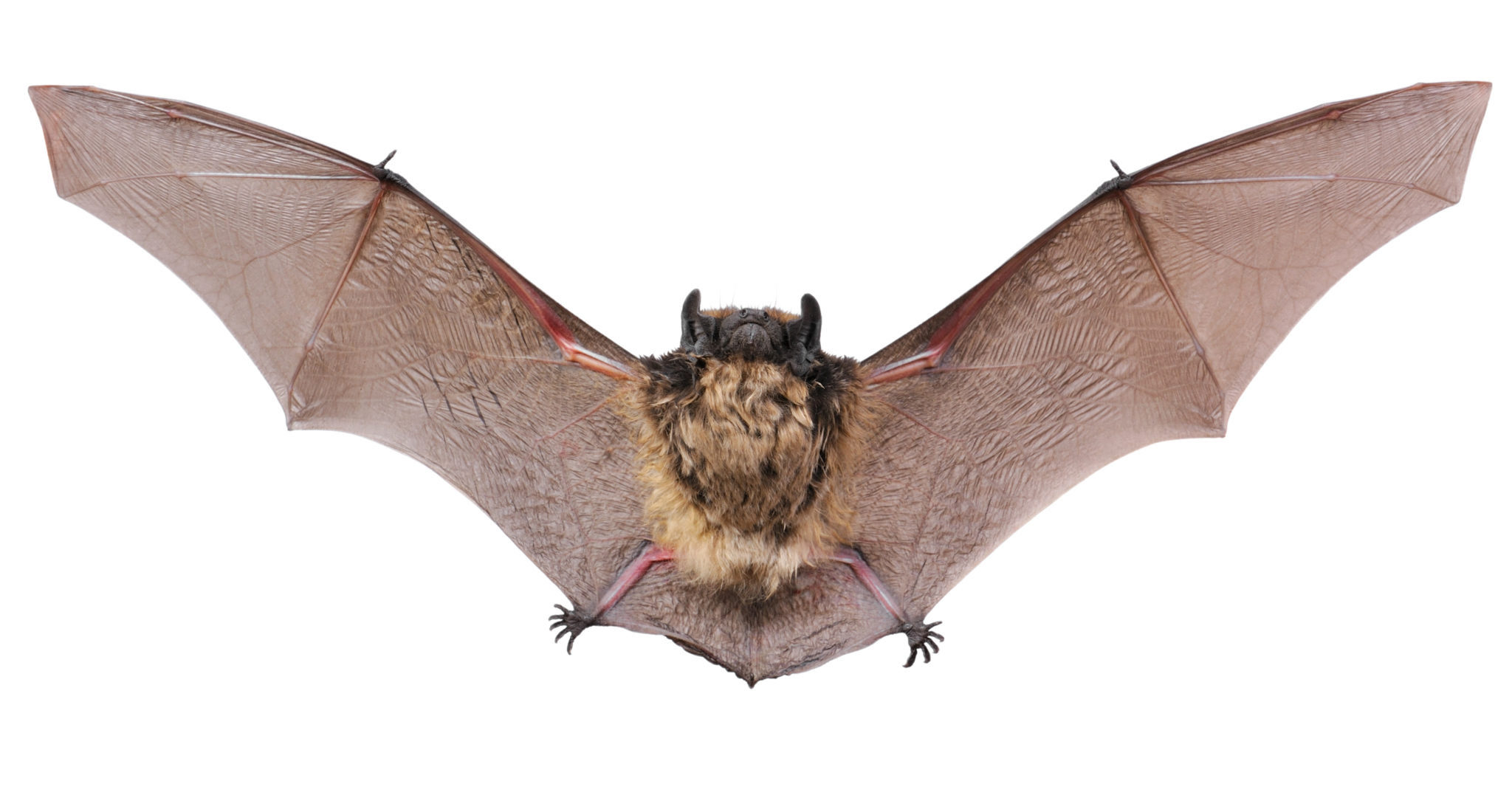 Detail Bat Image Nomer 5