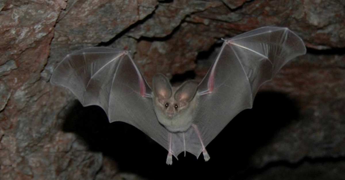 Detail Bat Image Nomer 40
