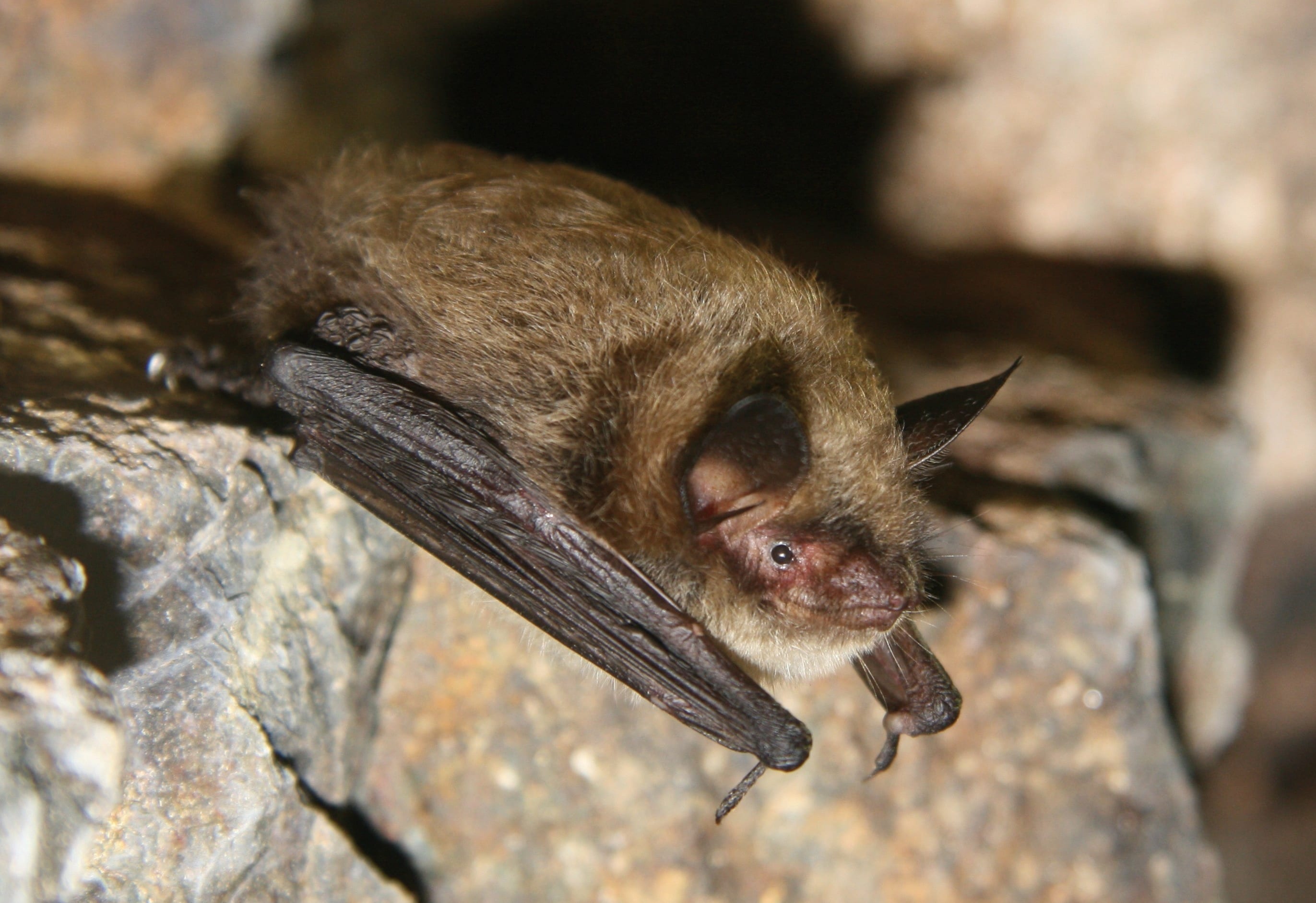 Detail Bat Image Nomer 41
