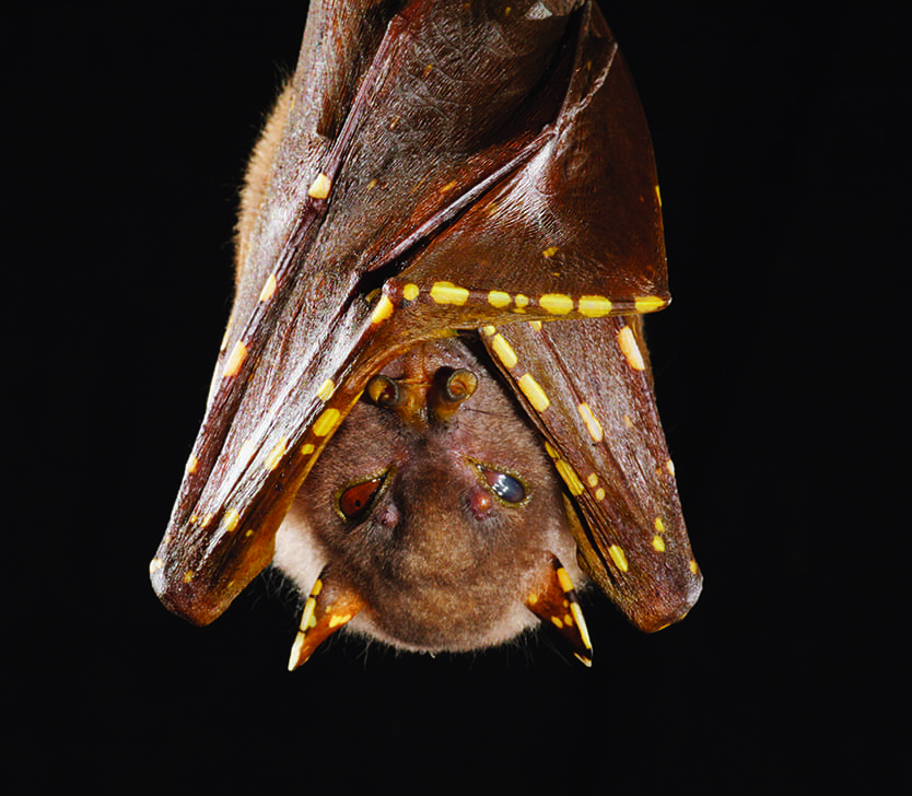 Detail Bat Image Nomer 45