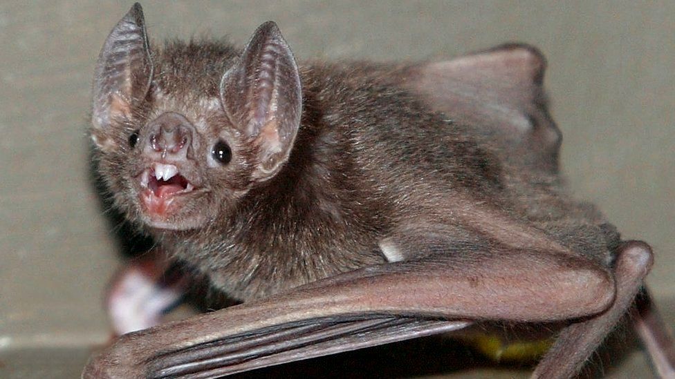 Detail Bat Image Nomer 6