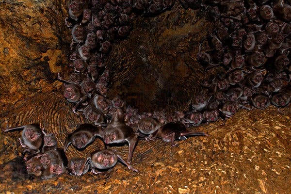 Detail Bat Image Nomer 51