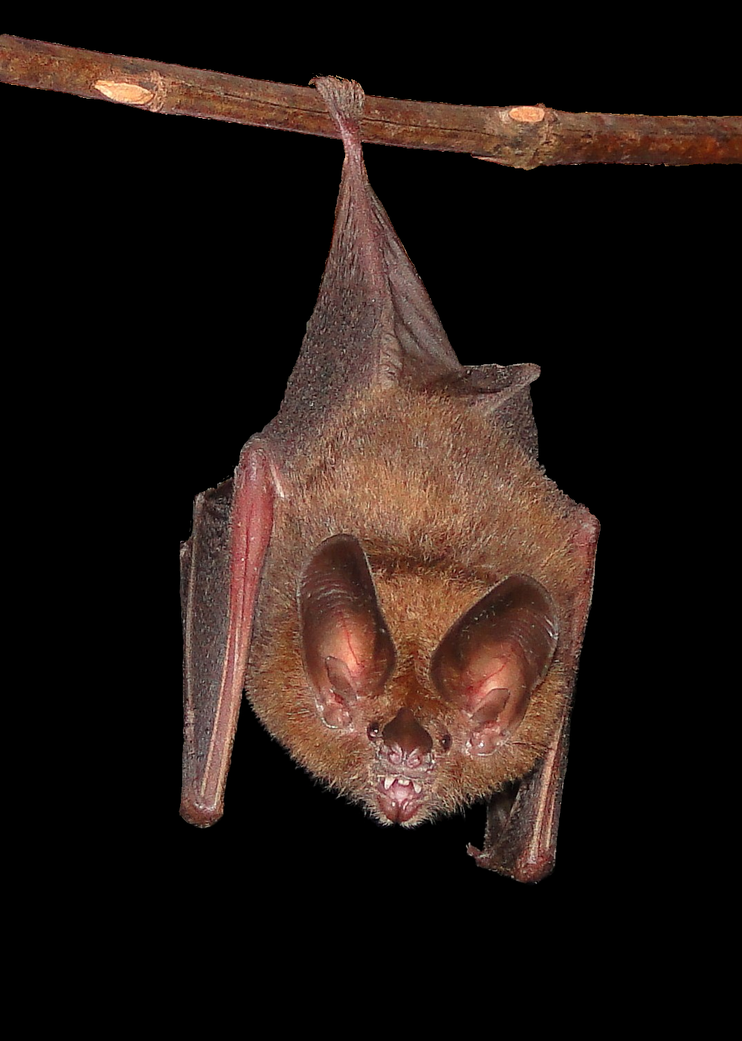 Detail Bat Image Nomer 8