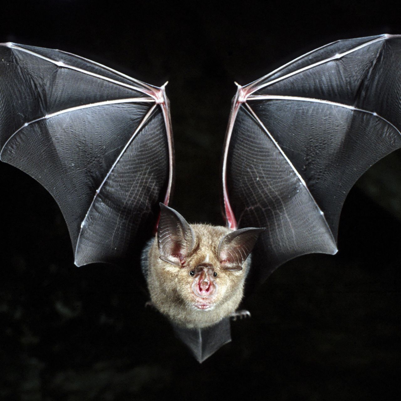 Detail Bat Image Nomer 9