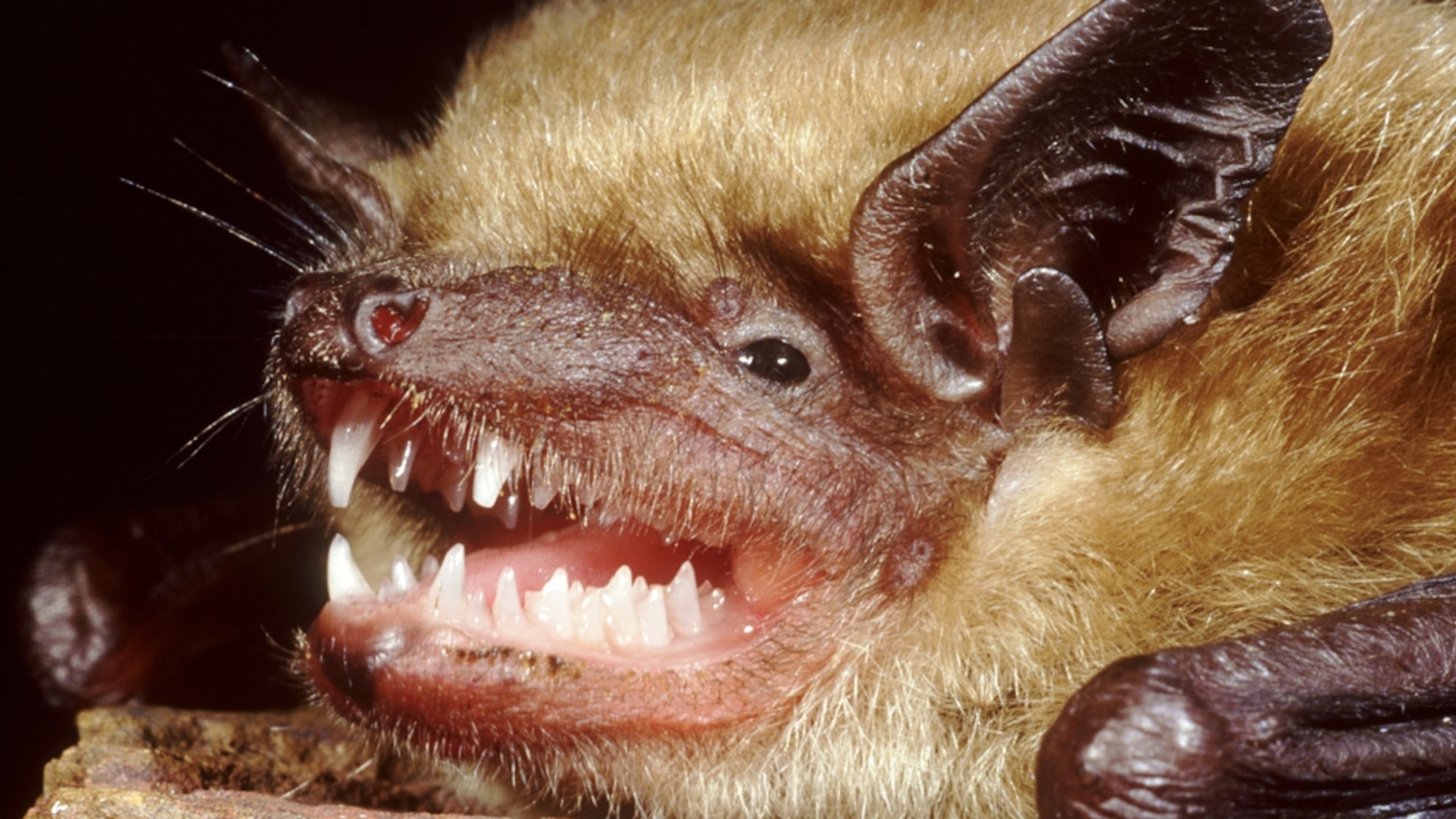 Detail Bat Image Nomer 10